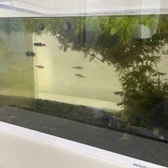 熱帯魚　水槽ごと