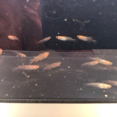 メダカ　若魚　20匹程度