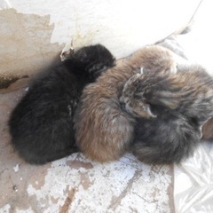 取引中☆仔猫4匹