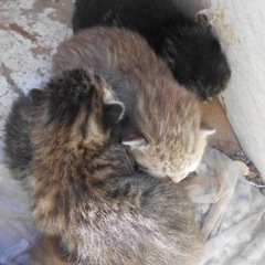 取引中☆仔猫4匹 - 江戸川区