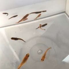 メダカ　若魚　20匹程度の画像