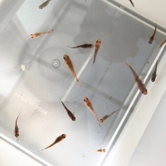 メダカ　若魚　20匹程度の画像