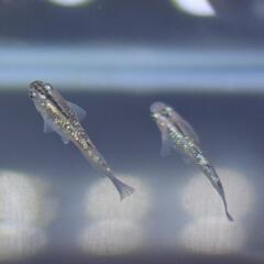 ラメ王の卵30個 有精卵③