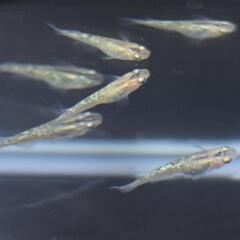 ラメ王の卵30個 有精卵③の画像