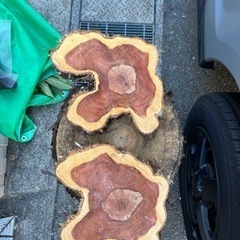 貝塚息吹（カイヅカイブキ）幹スライス　薪 薪割り台 鍋置きの画像