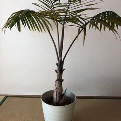 トックリヤシ 観葉植物 インテリア 直接受け渡し