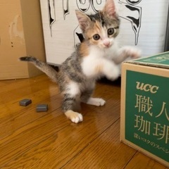 至急募集　子猫　ミケ　メス　生後2ヶ月