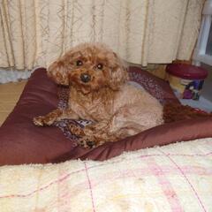 繁殖引退犬　メス