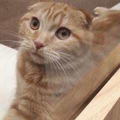猫とJリーグ好きな方を募集します！ - 名古屋市