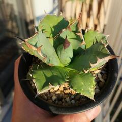 アガベ チタノタ 姫厳竜 ムチプリタイプ