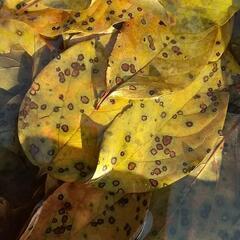 柿の葉(無農薬  あく抜き済み)メダカsale