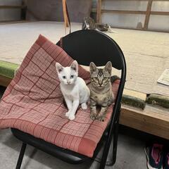 【至急！】仔猫2匹(茶色♂、白♀)怪我してます