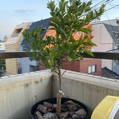 四季橘カラマンシー（実付き）の画像