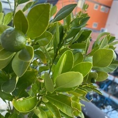 四季橘カラマンシー（実付き）の画像