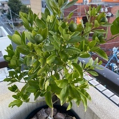 四季橘カラマンシー（実付き）の画像