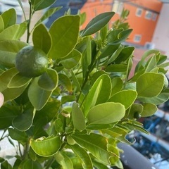 四季橘カラマンシー（実付き）の画像