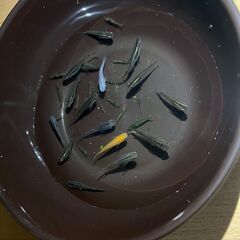 【20匹1000円】メダカミックス成魚（ミナミヌマエビ20匹まで...