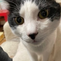 柄がハートなロマンチックテツくん