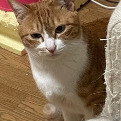 虎柄な保護猫 メス