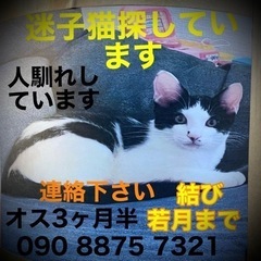 迷子猫探してます