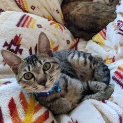 上牧町 大予想4か月の保護猫 男の子 ワクチンは2回摂取済・去勢...