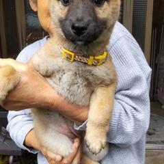 浅口市で子犬の里親さんを探しています❀