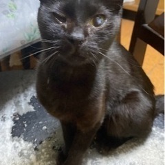 迷猫探しています