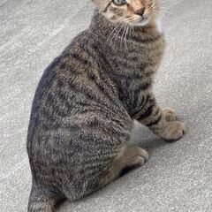 3匹おります＾＾　大人しく優しい性格です  悪戯、冷やかしはやめ...
