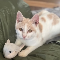 パステルカラー🐱生後4ヶ月くらい