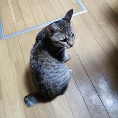 【急募】お願いします！1匹決まりました(^^) - 飯塚市