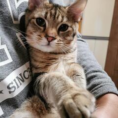 【急募】お願いします！1匹決まりました(^^)