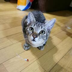 【急募】お願いします！1匹決まりました(^^) - 猫
