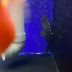 熱帯魚　中型魚　ナマズ