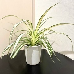 大きめな観葉植物①