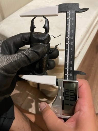 -スマトラオオヒラタ（大型血統）♂♀ペア-