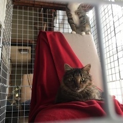 キジ・長毛・フレンドリーな小さなライオン猫