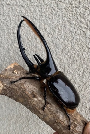ネプチューン オオカブト ♀ 単品