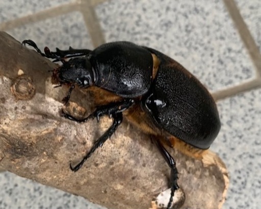 ネプチューン オオカブト ♀ 単品