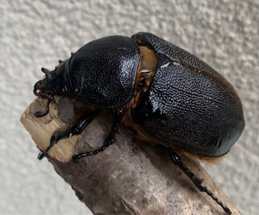 ネプチューン オオカブト ♀ 単品