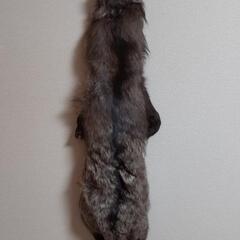 差し上げます。シルバーフォックス