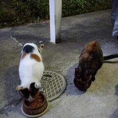 キャットフードお譲りください