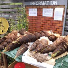 どうやら天気善し！開催。芋掘り＆芋煮会＆焼き芋　