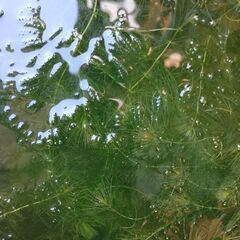☘️国産マツモ☘️自家繁殖☘️無農薬☘️の画像