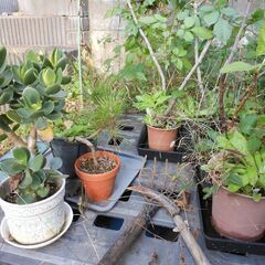 処分！庭の植木類
