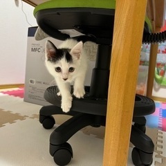 子猫　生後2ヶ月　無償に譲ります