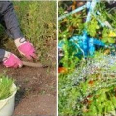 【30分／1袋1250円！】草むしり（45Lのゴミ袋使用）&除草...