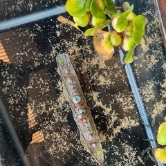 水槽用 オブジェ アクアリウム オーナメント 装飾 魚 熱帯魚 隠れ家 グレー 軍艦(グレー　軍艦の画像