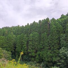 📢💥相続登記が義務化❗❗🌲放置している山林は御座いませんか…