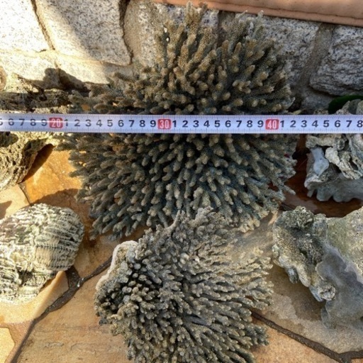 飾りサンゴ　海水魚・珊瑚飼育用に使用