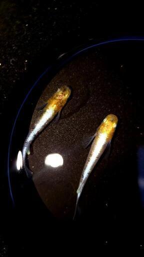 菊銀紅玉　稚魚